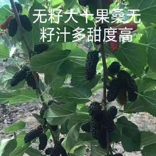 海宁市长果桑苗  无籽大十现挖苗