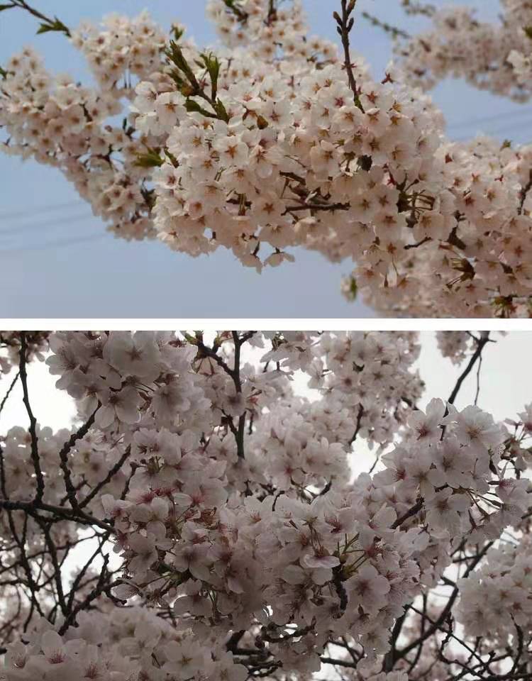 染井吉樱  企业直销 庭院绿化 优质嫁接苗 现挖保湿发货
