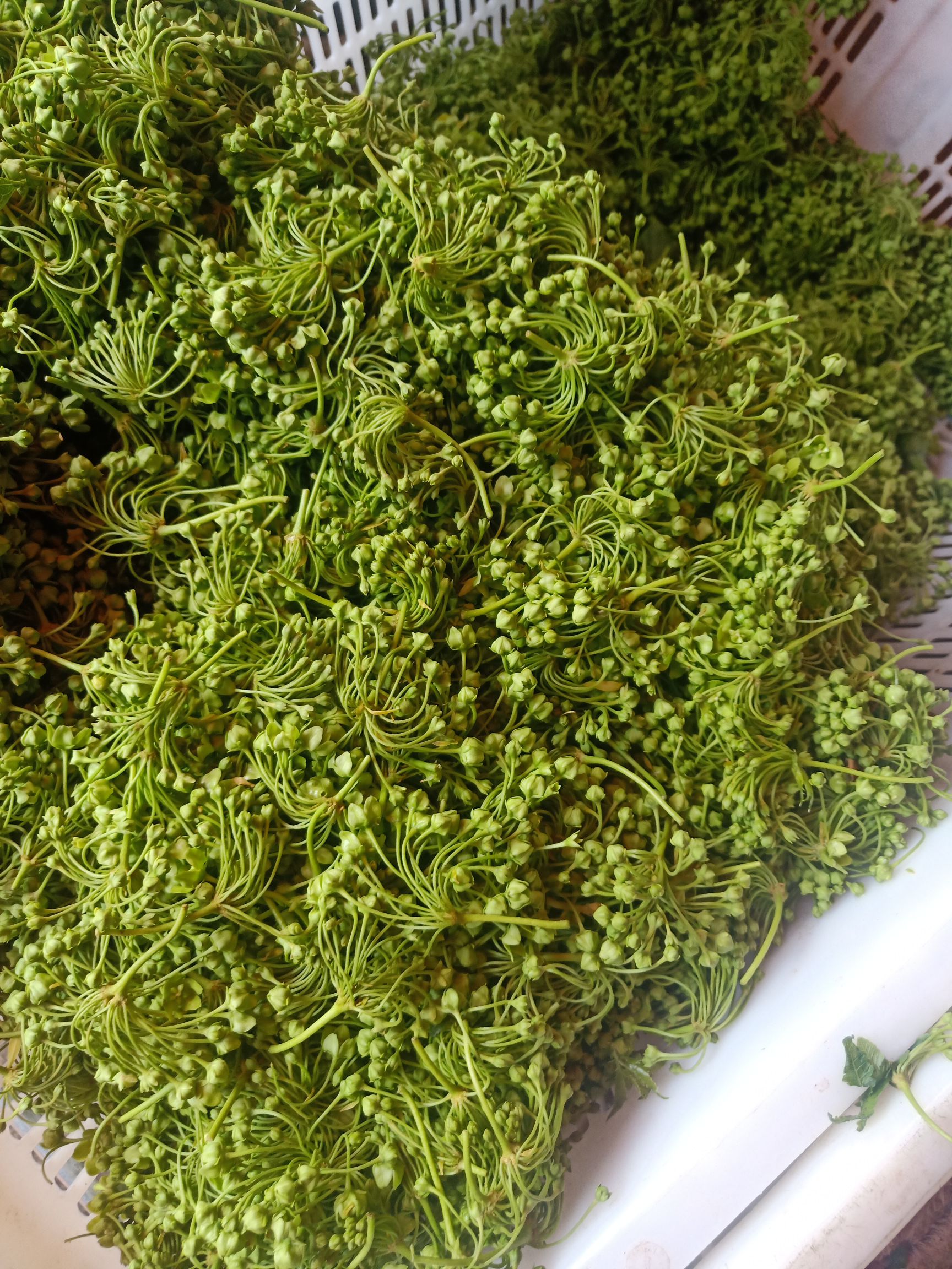 山野菜  云南普洱苦凉花、苦藤花_鲜货