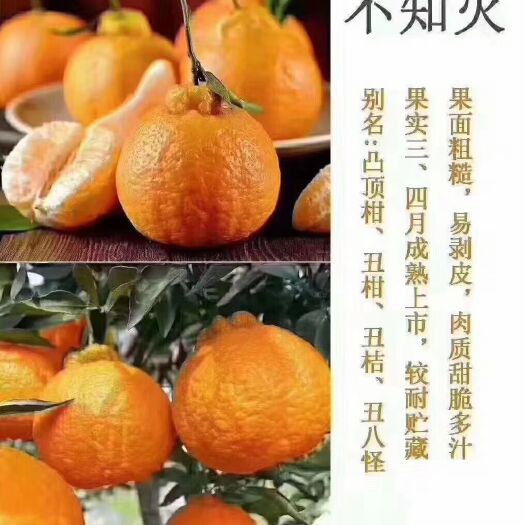 简阳市不知火苗  不知火（丑柑）品种保证，基地直销，保证质量，
