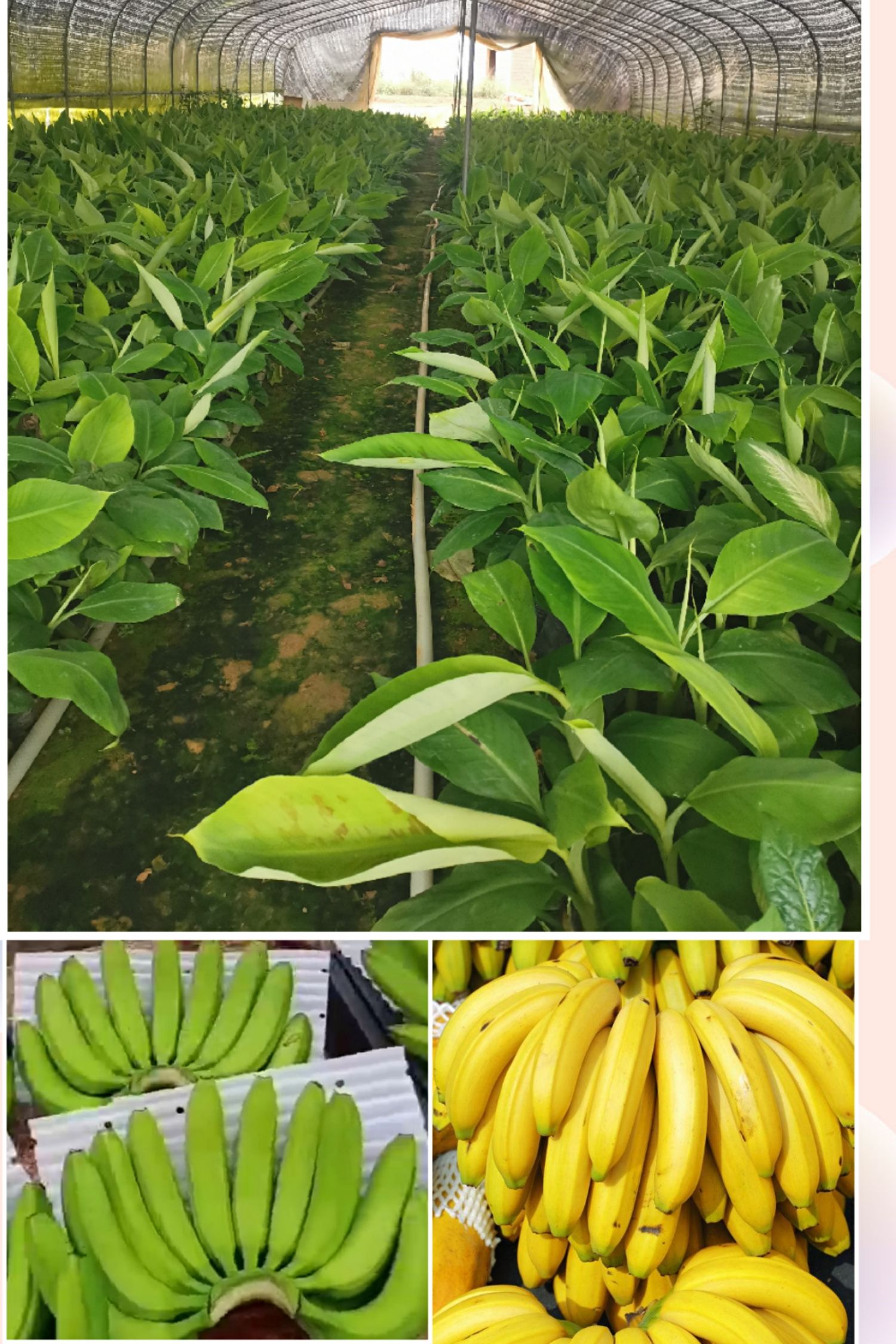 香蕉苗桂蕉1号、威廉斯B6、巴西