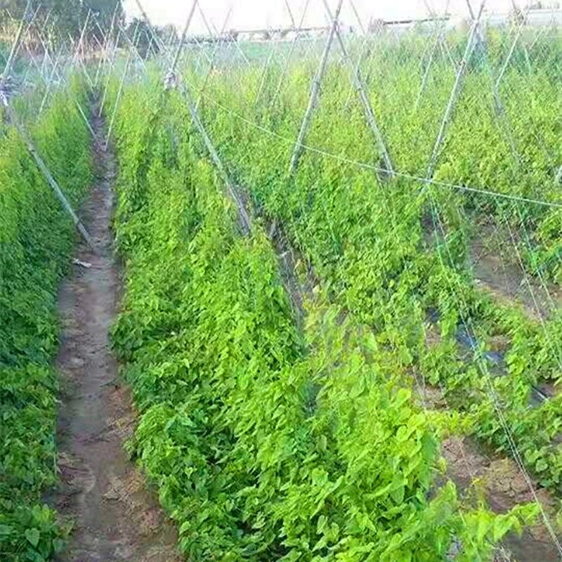 爬藤网粗六股黄瓜苦瓜丝瓜豆角网种植攀爬网吊瓜网农业用网