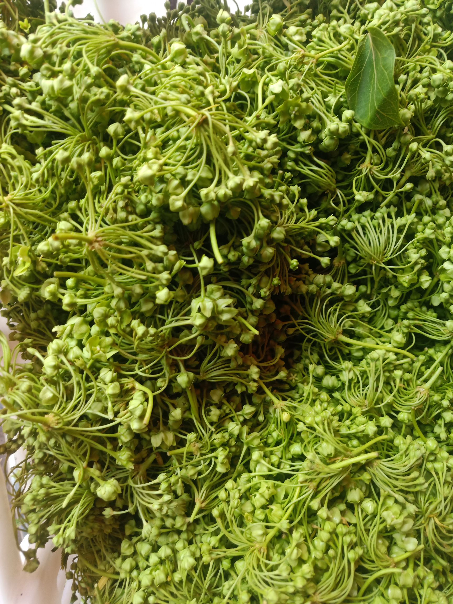 山野菜  云南普洱苦凉花、苦藤花_鲜货