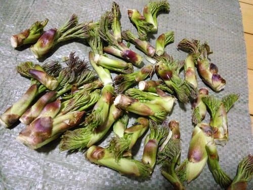 宁南县 刺嫩芽、刺老芽。天然无污染。量大从优