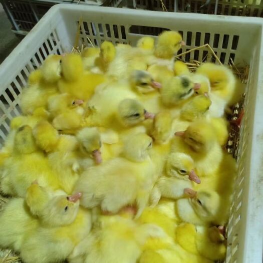 南京白鹅苗  大量出售鹅苗