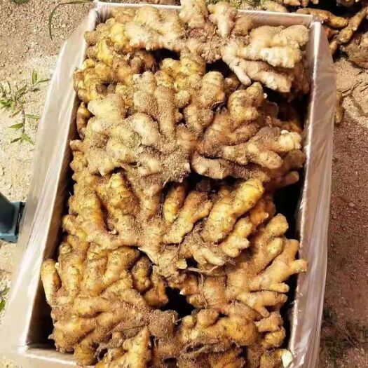 昆明 山东小黄姜