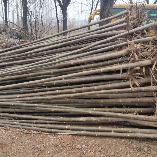 洛阳泡桐 桐树苗  大量出售