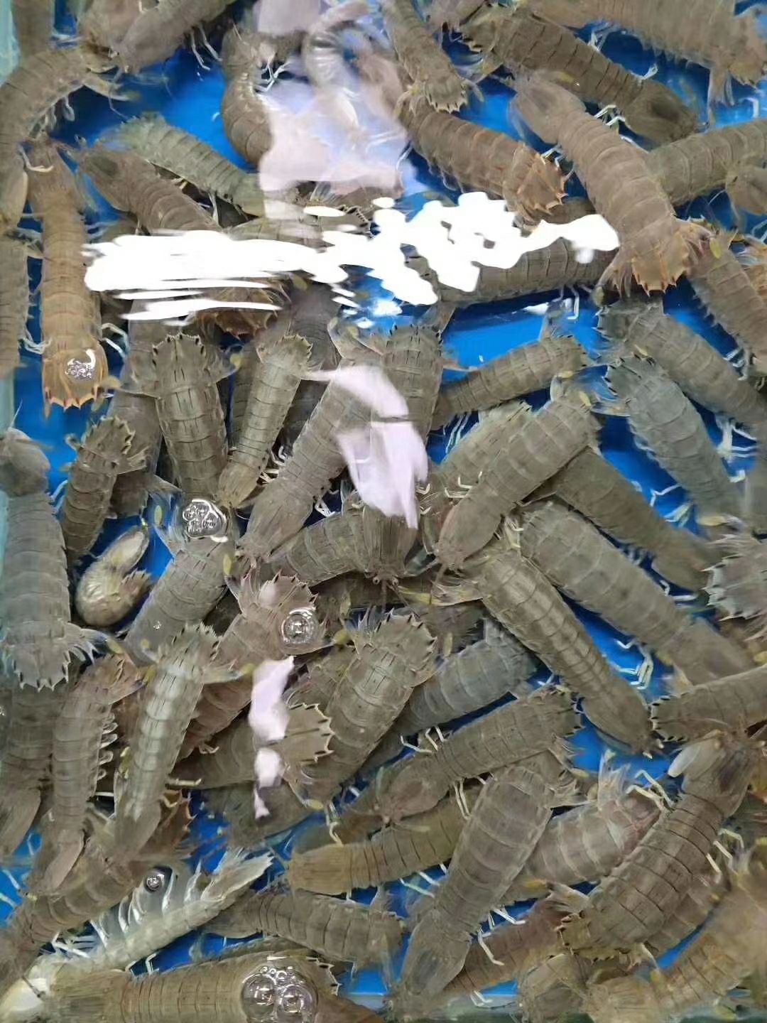 皮皮虾 