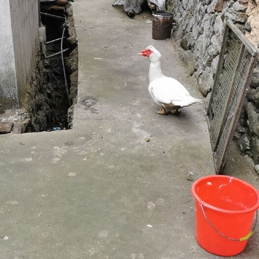 景宁县来自浙江丽水景宁的高山土鸭