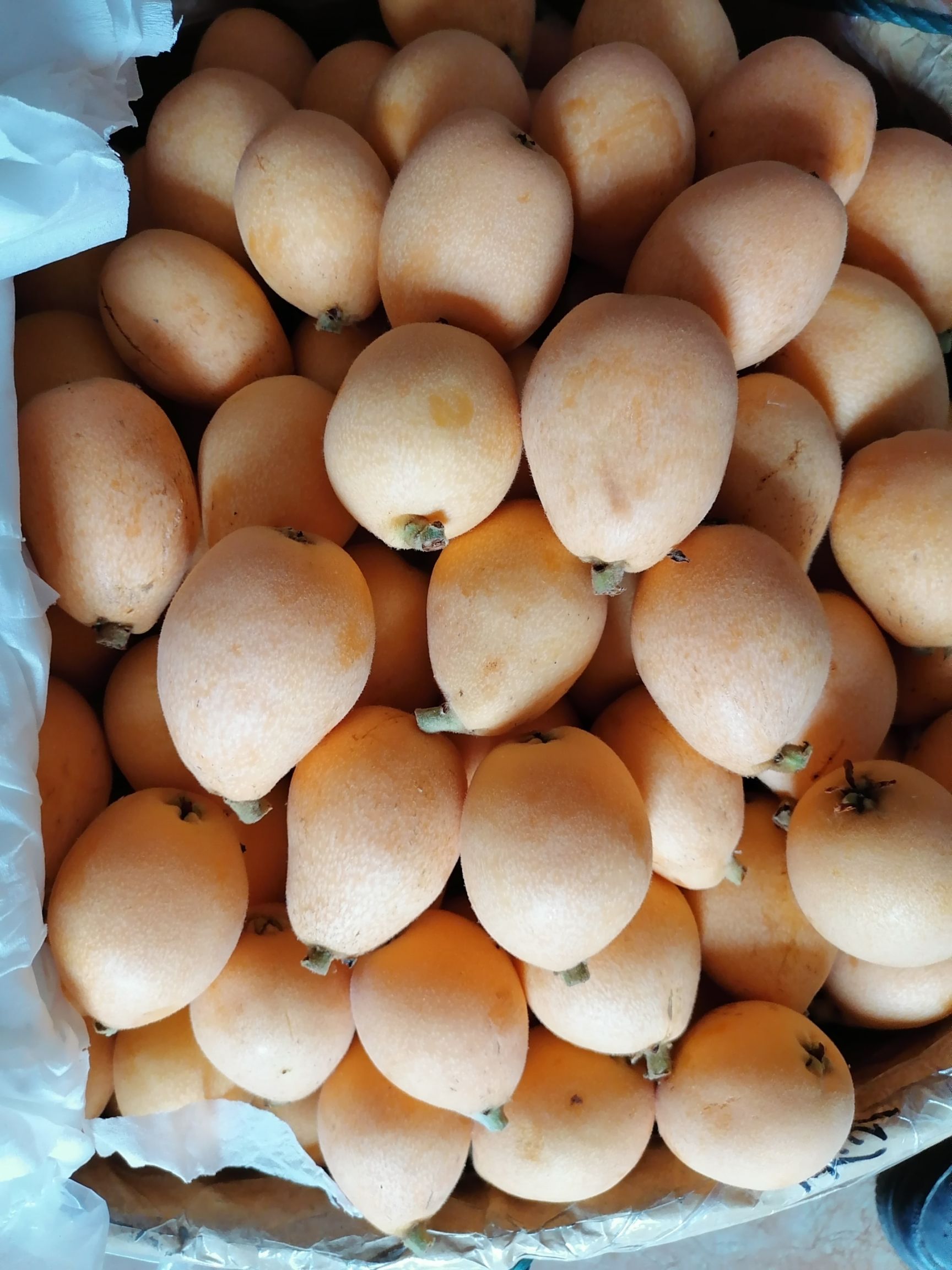 大五星枇杷  解放钟，精品大果！非药果。货已出。比鸡蛋还大的