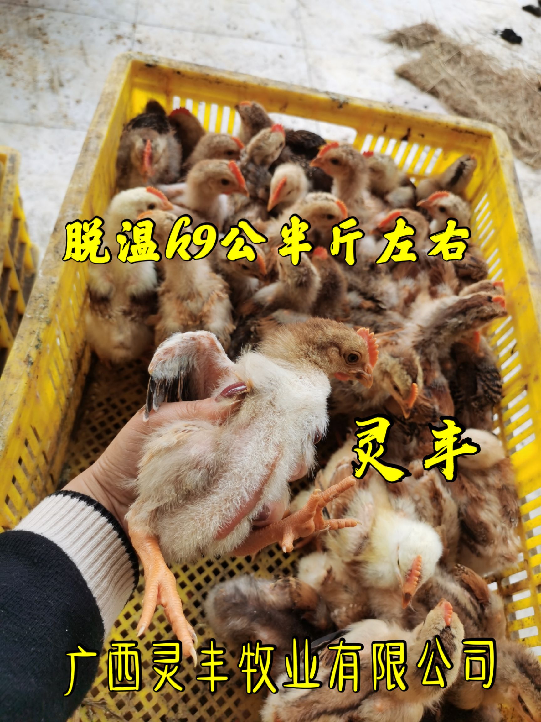 （10只起发）脱温麻鸭，脱温k9青脚麻、贵妃鸡`珍珠鸡卢花鸡