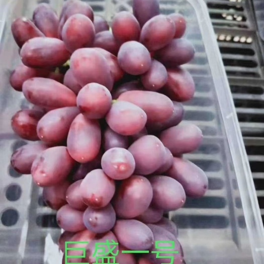 平邑县 巨盛一号葡萄苗早熟品种嫁接苗南北方可种甜度高