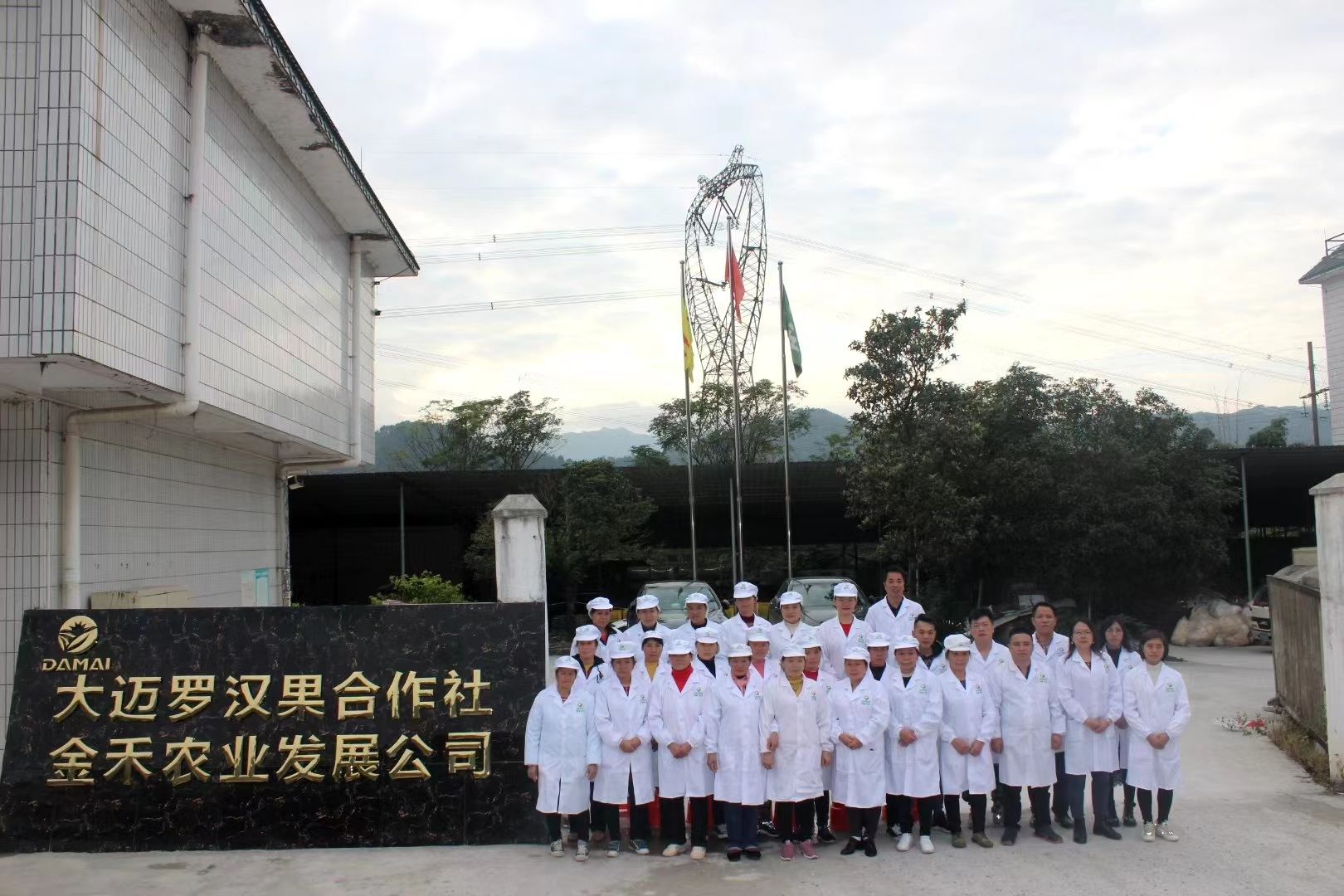 桂花瓣  广西桂林八月桂 金桂 无硫桂花干 一手货源 现货直