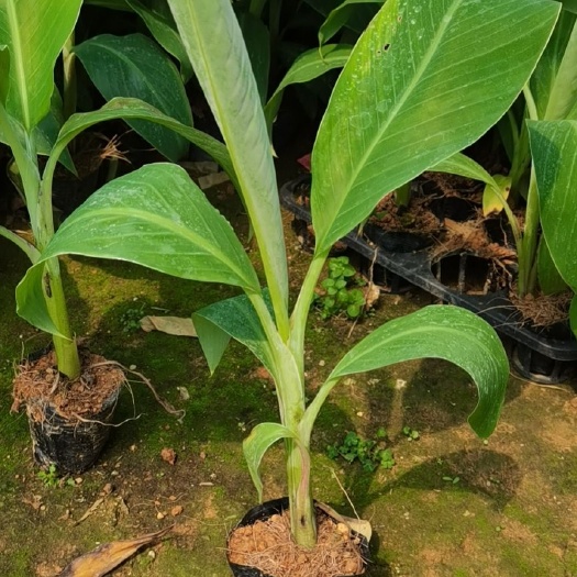 南宁威廉斯香蕉苗  长期供应香蕉粉蕉苹果蕉苗，可全国发货