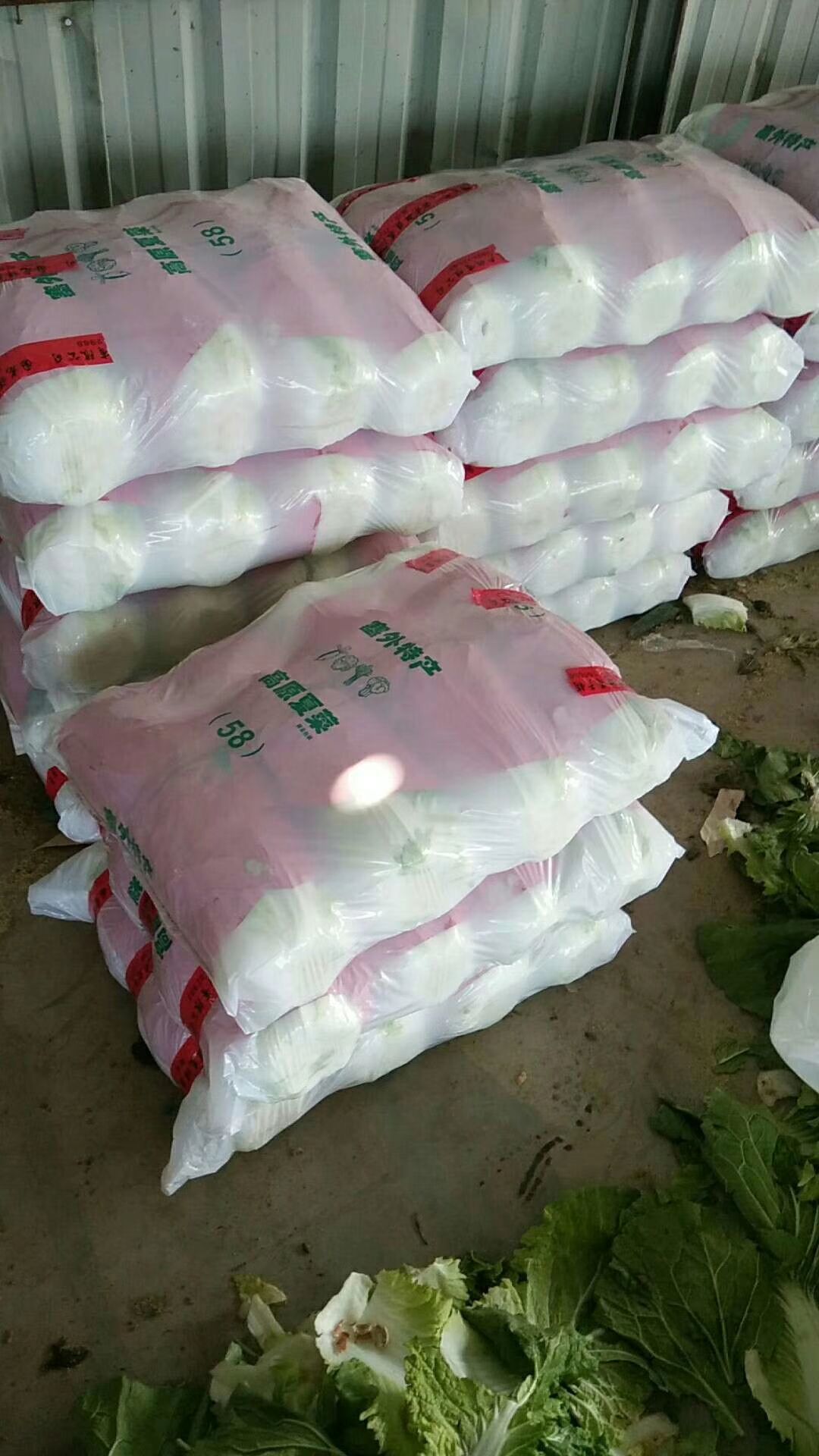 菊锦大白菜  黄心大白菜