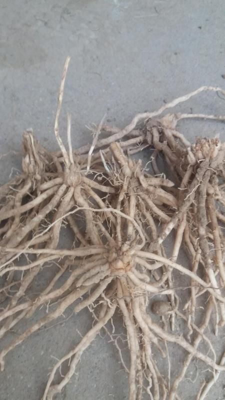 三年芦笋苗芦笋根