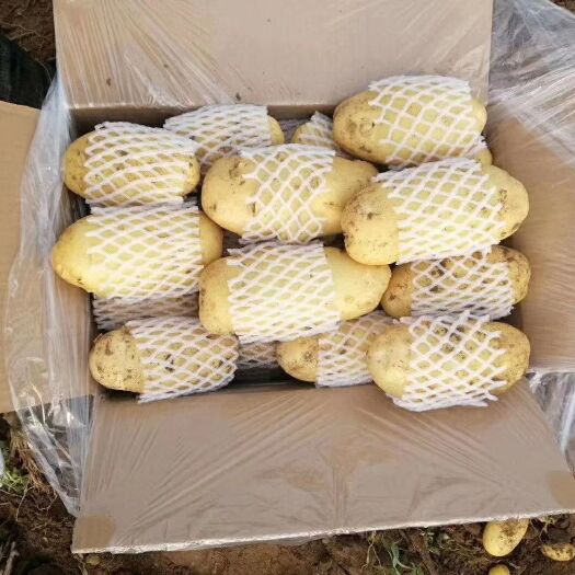常年供应荷兰十五土豆,黄皮黄心