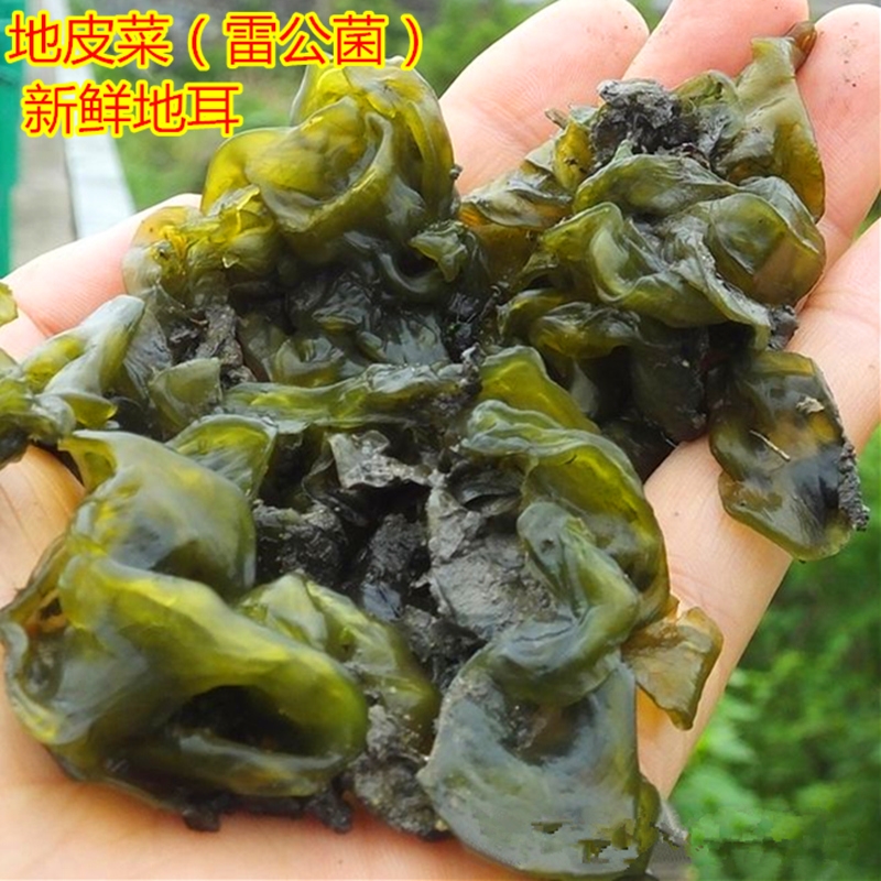 新鲜地皮菜湖南野生特产野菜现采地皮菇地达菜雷公菌地软软非干货