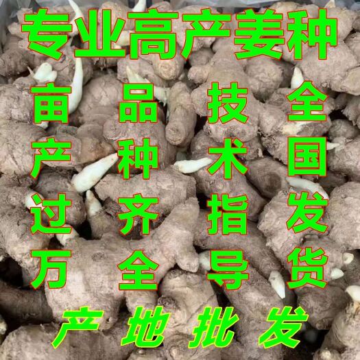 沂水县姜种批发，大黄姜，小黄姜，全国发货。