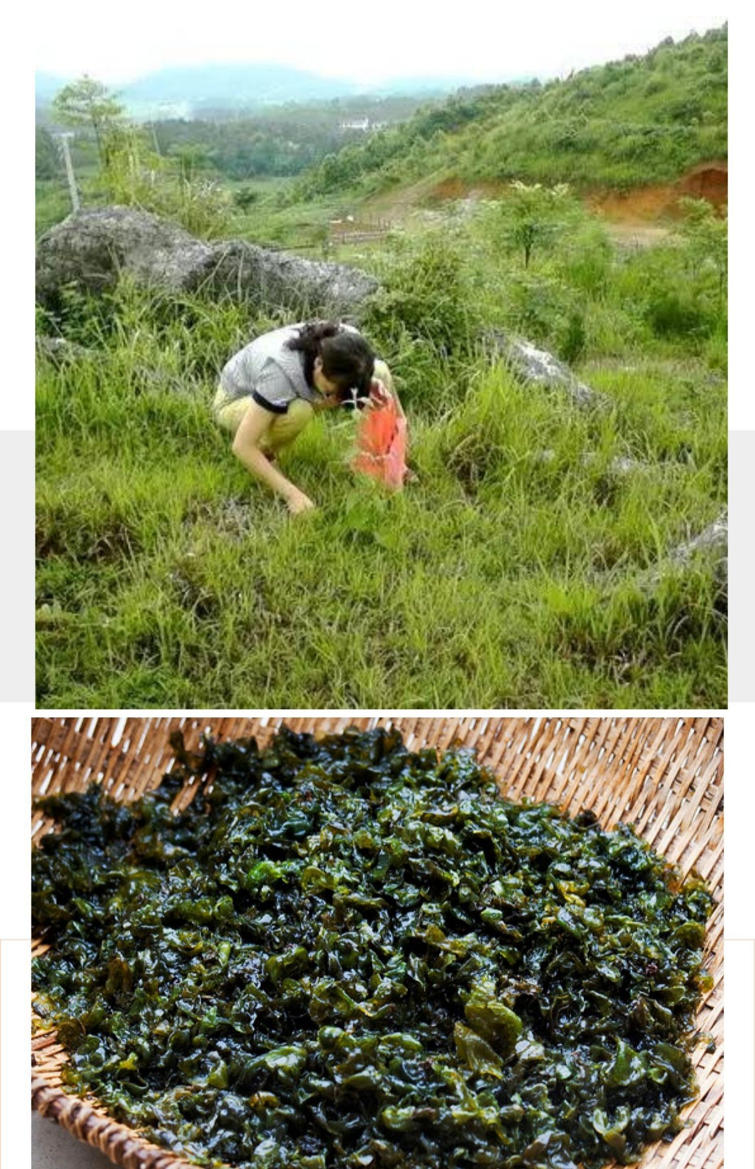 新鲜地皮菜湖南野生特产野菜现采地皮菇地达菜雷公菌地软软非干货
