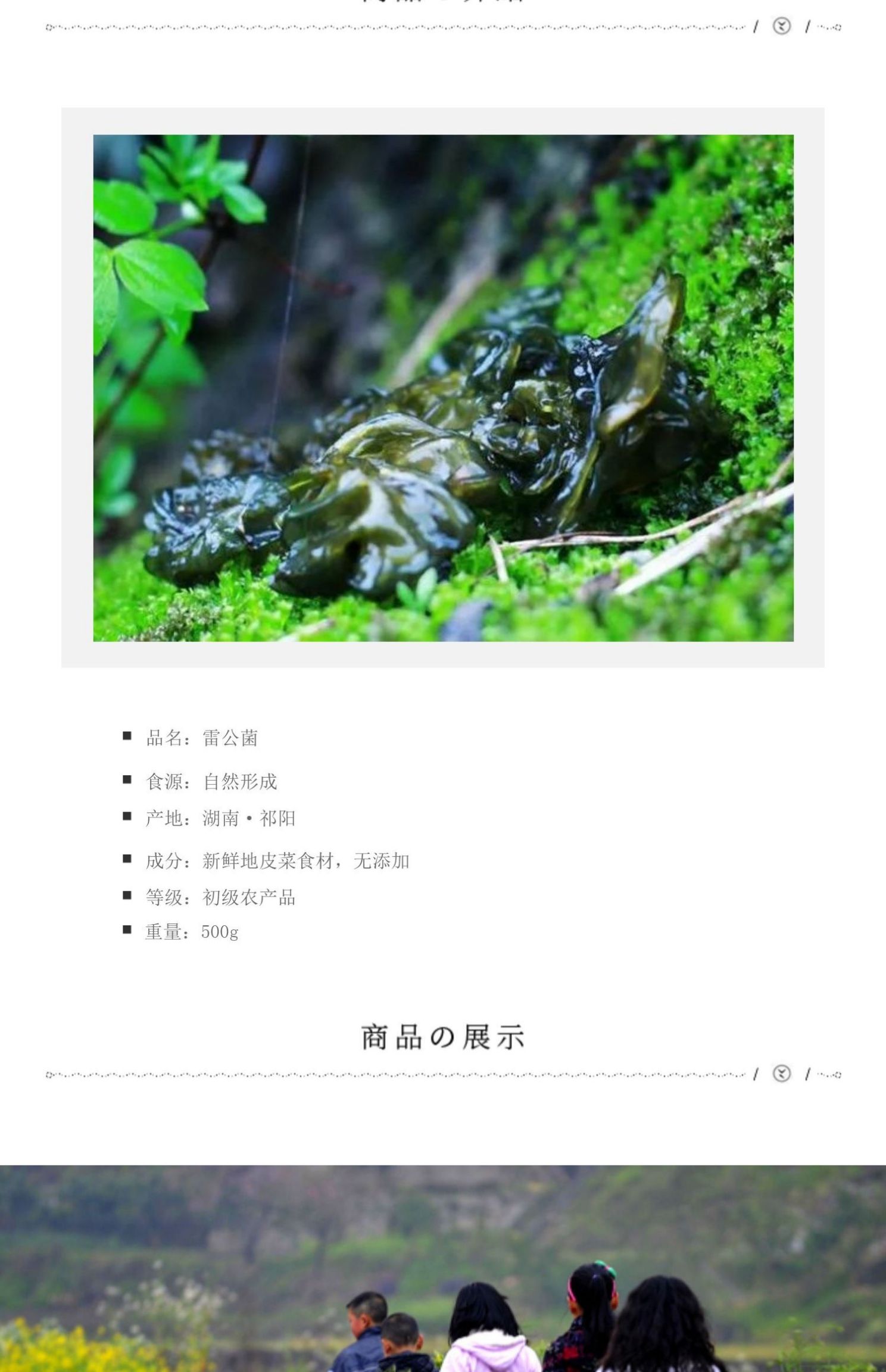 新鲜地皮菜湖南野生特产野菜现采地皮菇地达菜雷公菌地软软非干货