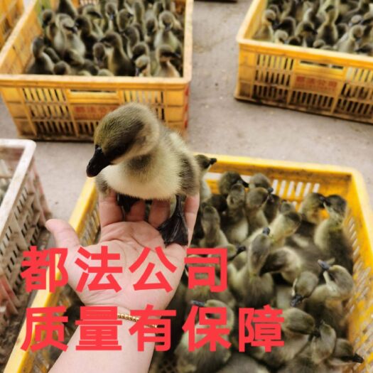 南宁马岗鹅苗  包打好疫苗，保证存活率
