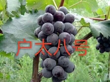 卢龙县户太八号葡萄苗  河北户太8号葡萄苗保证品种成活率高