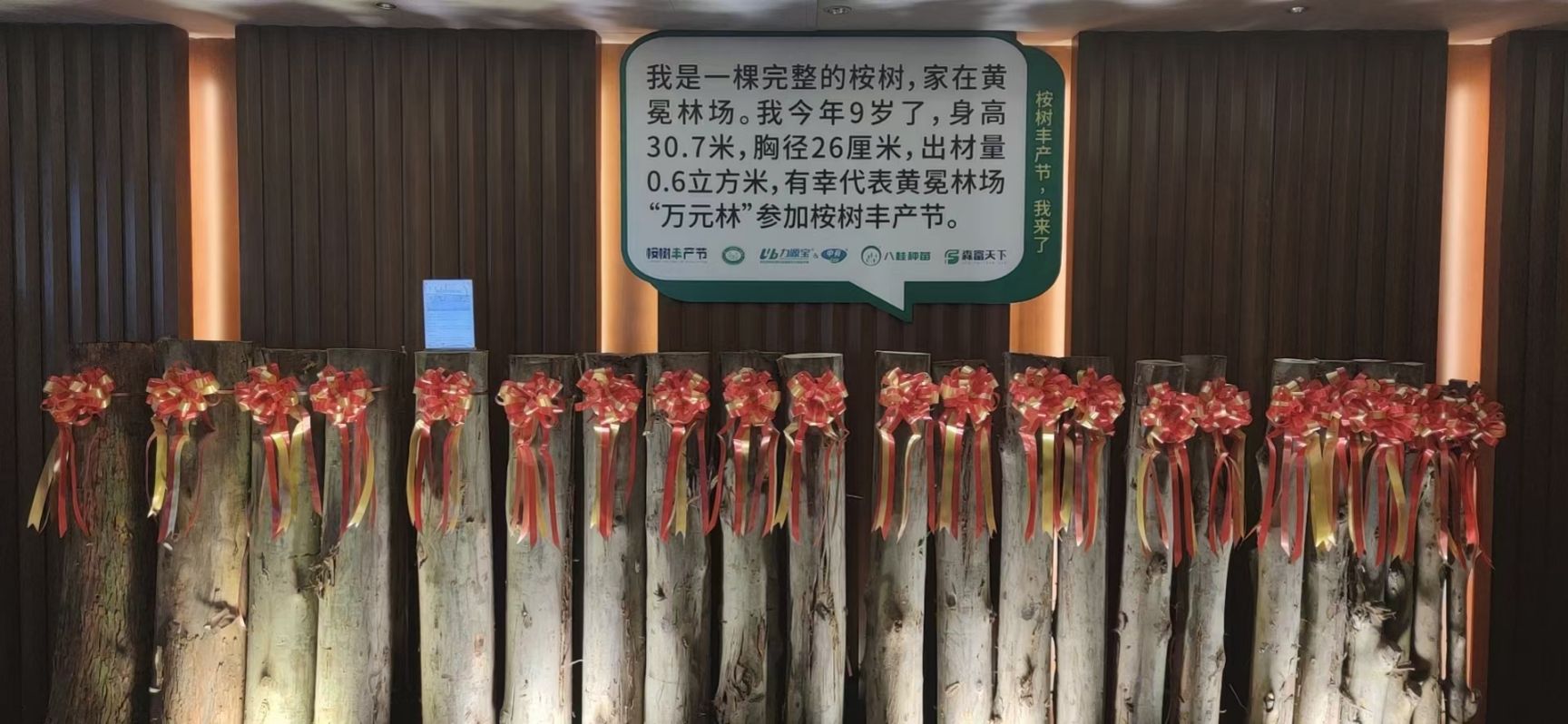 桉树苗  良种速桉苗品种26号-27号-28号-29号-43号-13号