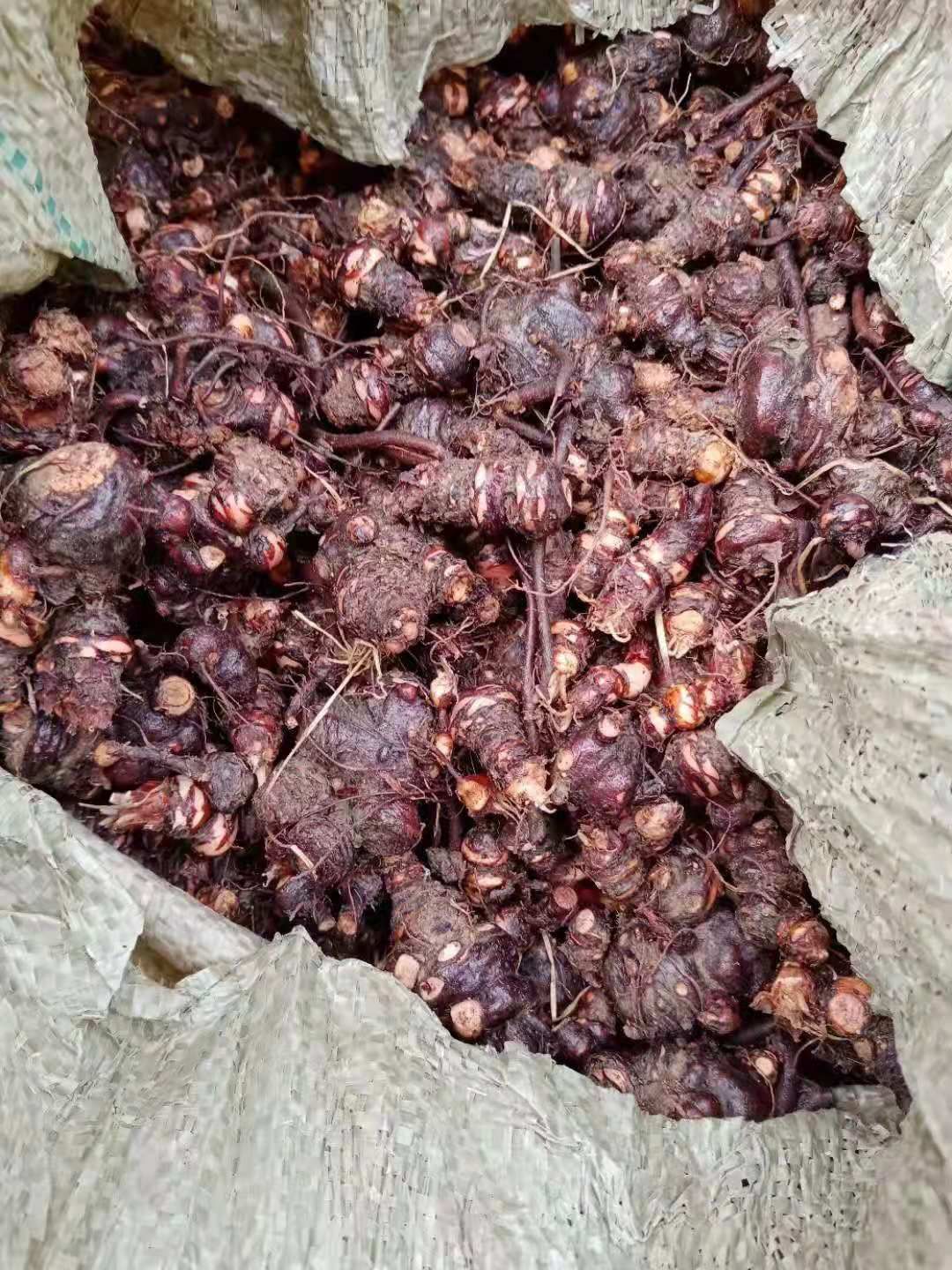 常州 红花酢浆草种球工程绿化专用