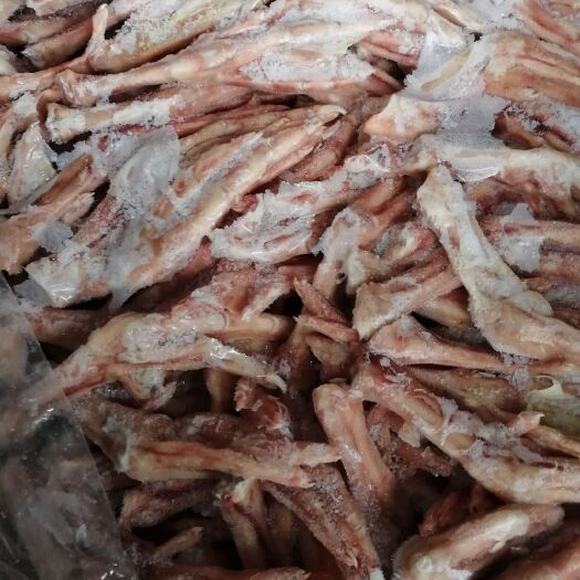 济南鹅掌 