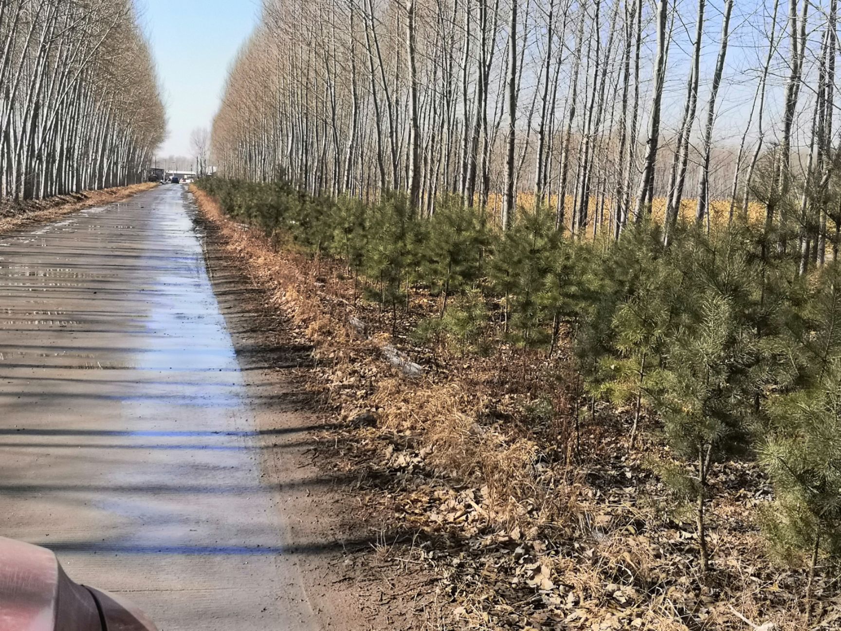 东北油松 耐寒松树