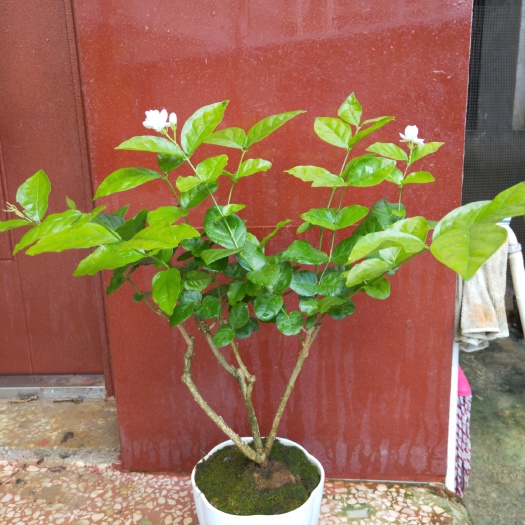 横州市重瓣茉莉  (包邮)茉莉花苗(4年苗)