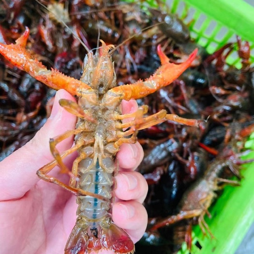 潜江市潜江小龙虾青虾地板干净肉质肥美全国发货一手货源规格硬