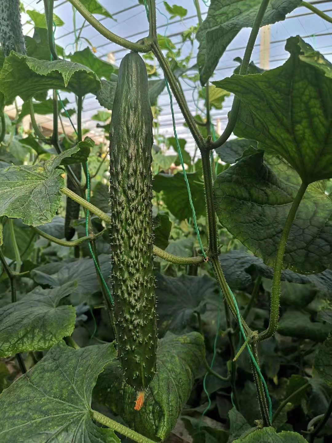 加祥四季蔬菜专业合作社☞，西红柿，大青豆， 辣椒，刺黄瓜等各