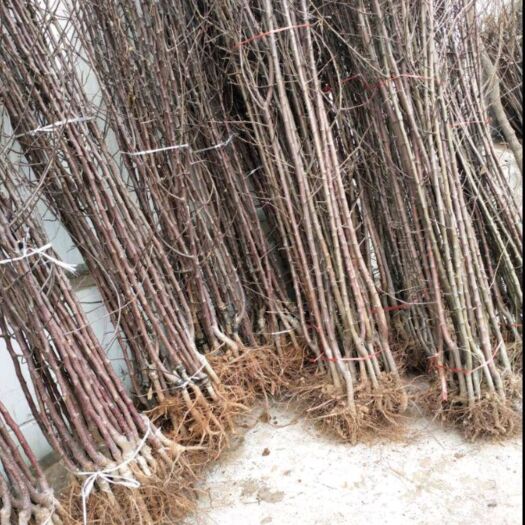 赞皇县红富士苹果苗 