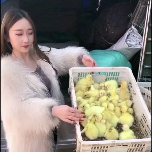 沭阳县【大三花鹅苗】现出嫩口苗，大种白鹅泰州大白鹅，皖西杂交鹅