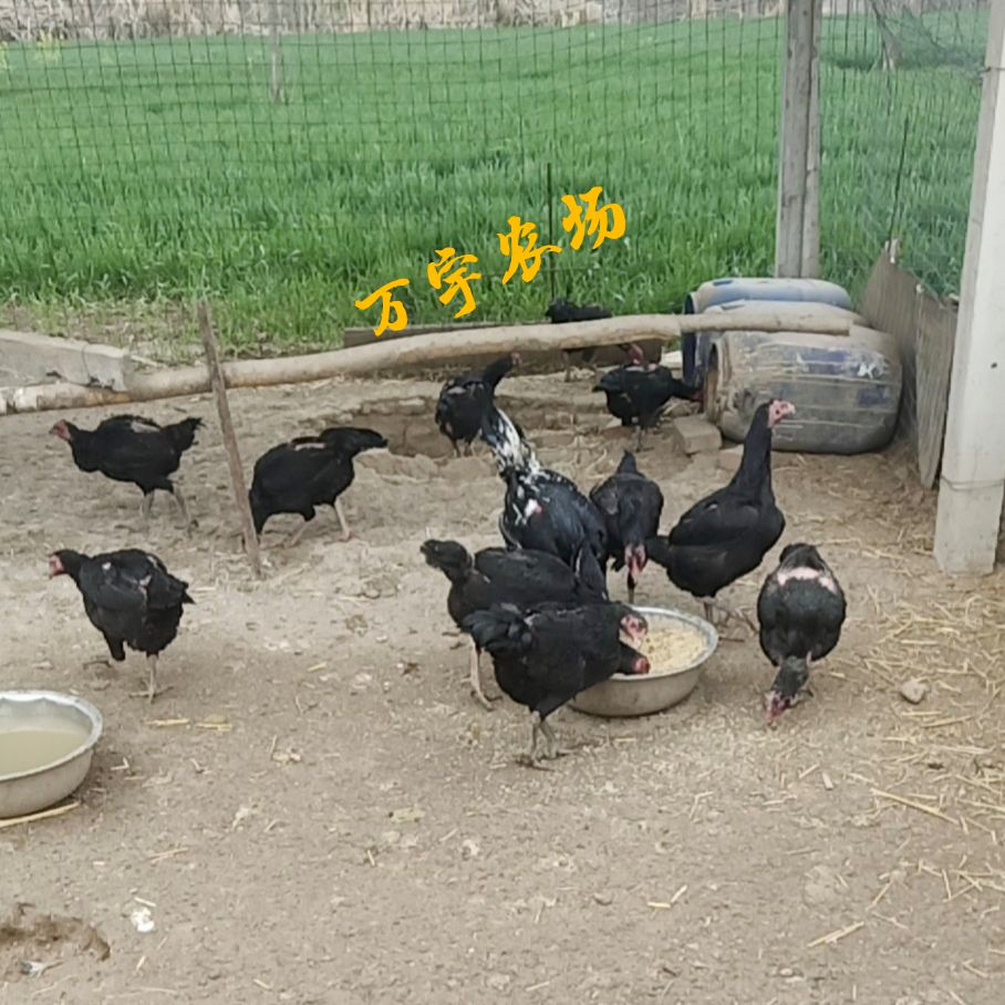 农场直供斗鸡鸡苗，青年斗鸡成年斗鸡，斗鸡种蛋