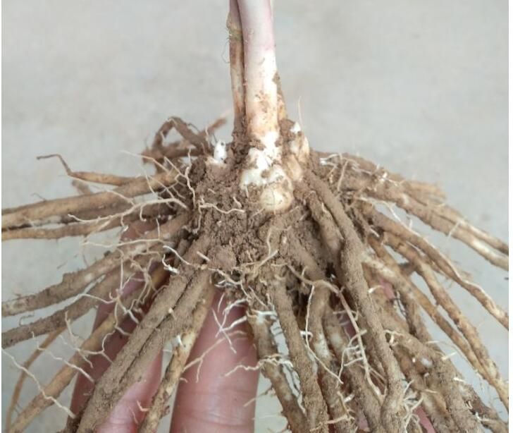 三年芦笋苗芦笋根