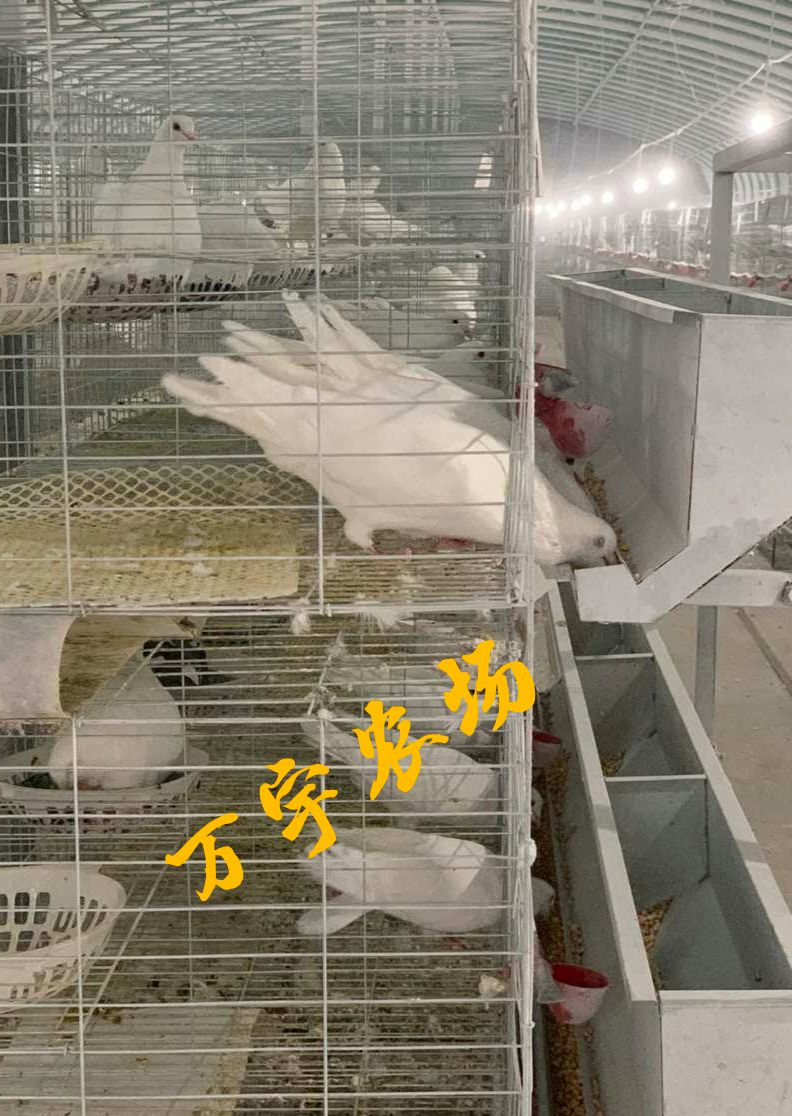 农场直供新鲜鸽子蛋