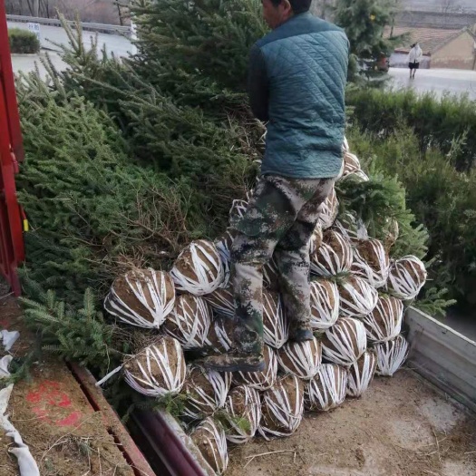 静宁县 青海云杉