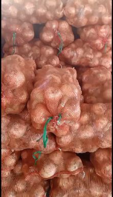 黄皮洋葱 云南省楚雄彝族自治州元谋县 8~9cm