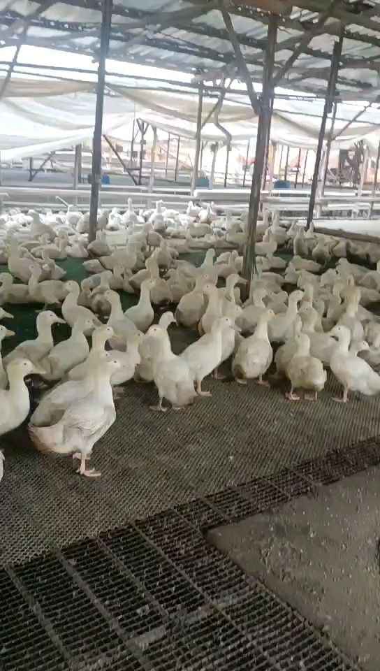 旱养模式白鸭，两广地区长期供应