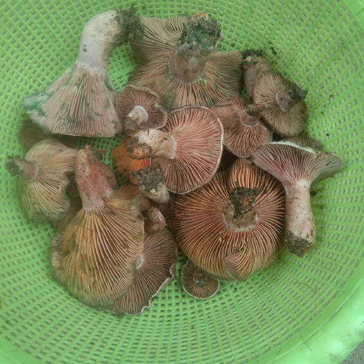 岳阳县蘑菇 野生菌只有三月清明，九月重阳才有