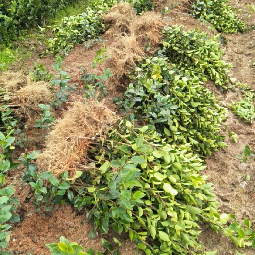 宜春油茶树苗  高产嫁接油茶苗裸根苗