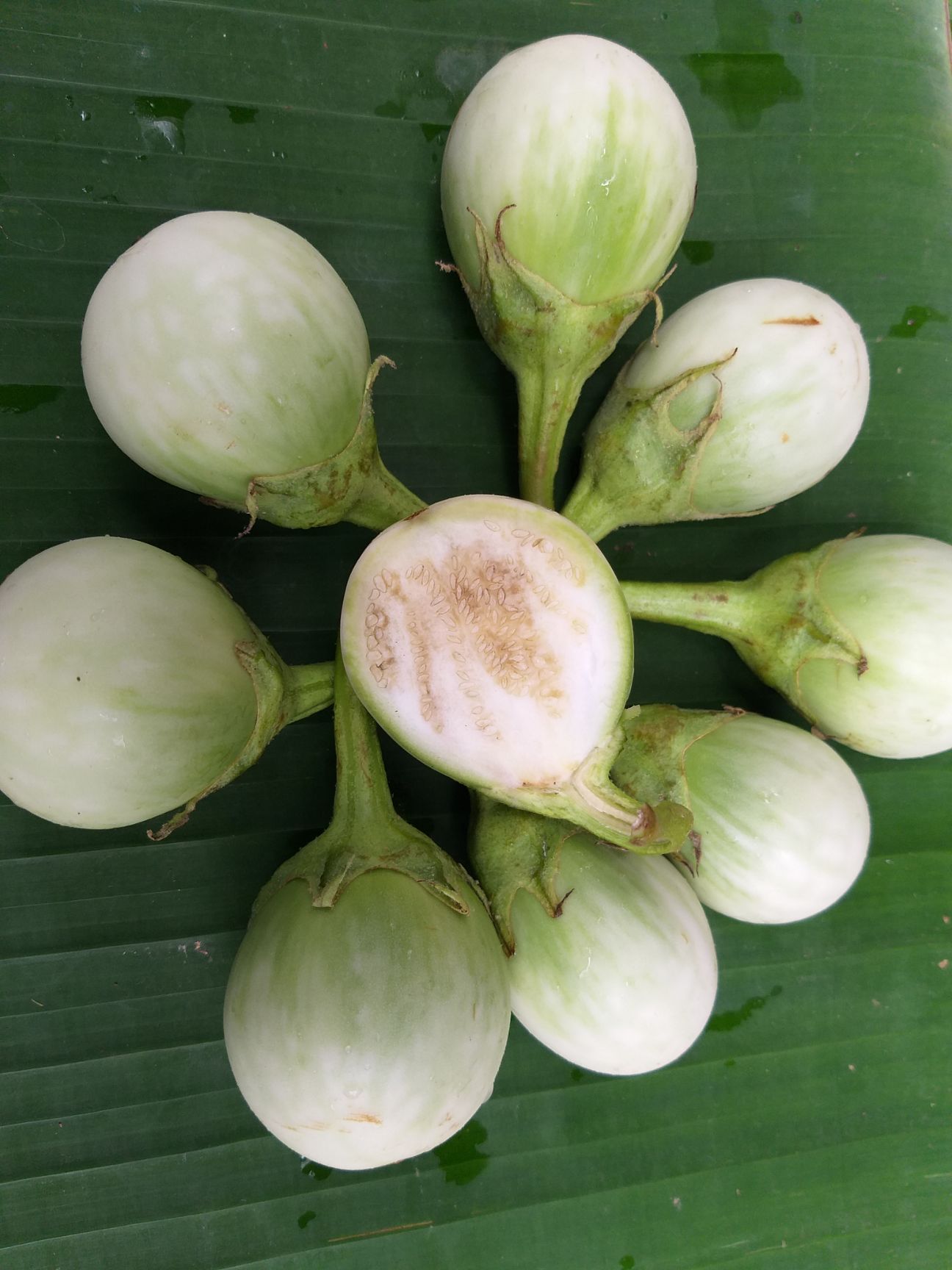 泰国蔬菜咖喱茄子绿色圆茄大圆茄泰国圆茄脆茄