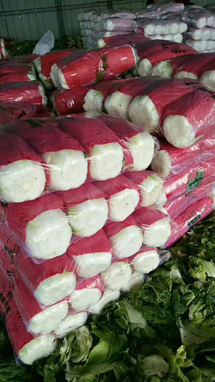 菊锦大白菜  黄心大白菜