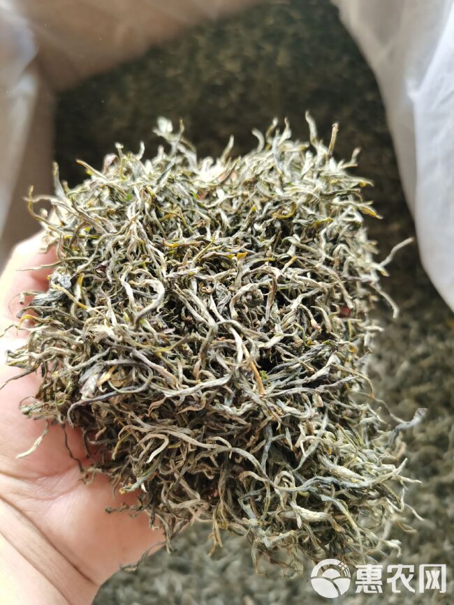 普洱巅绿茶 银丝春茶明前茶