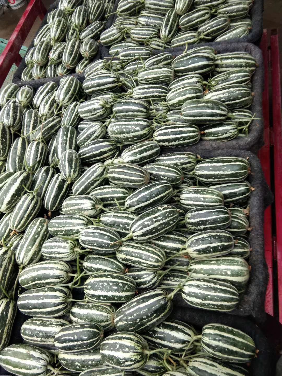 莘县万亩瓜果第一县博洋甜瓜9大量有货代发全国客商实地考查选购