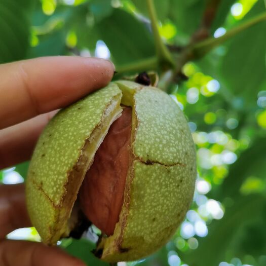 白水县清香核桃  自然成熟，自家果园，手工一颗一颗筛选