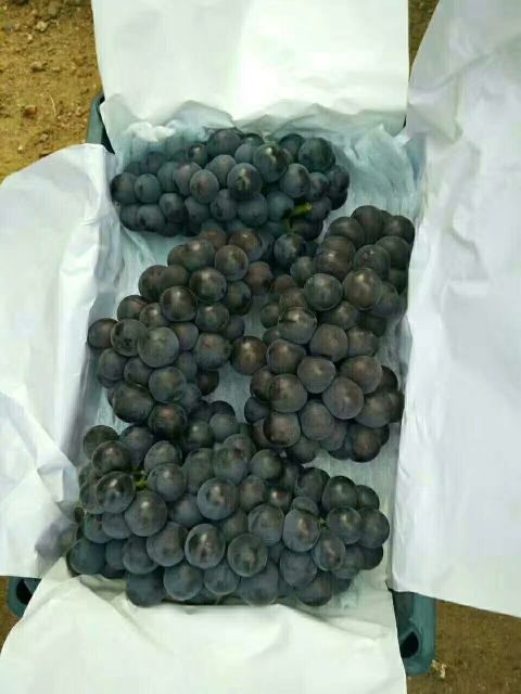 户太八号葡萄苗  河北户太8号葡萄苗保证品种成活率高